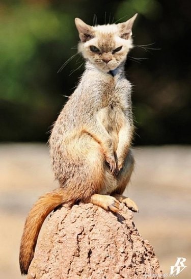 28 Fascinating Photoshopped Hybrid Animals We d Love to See in Reality