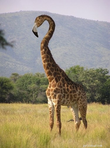 28 Fascinating Photoshopped Hybrid Animals We d Love to See in Reality