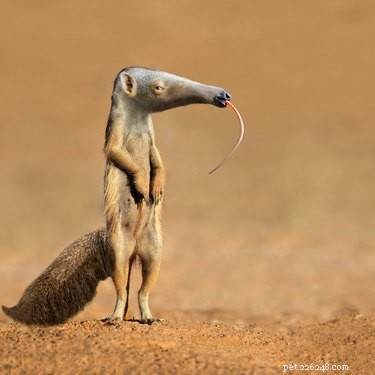28 Fascinating Photoshopped Hybrid Animals We d Love to See in Reality