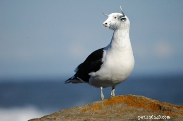 28 Fascinating Photoshopped Hybrid Animals We d Love to See in Reality