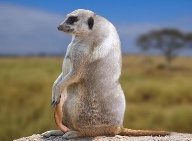28 Fascinating Photoshopped Hybrid Animals We d Love to See in Reality