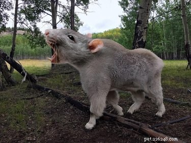 28 Fascinating Photoshopped Hybrid Animals We d Love to See in Reality