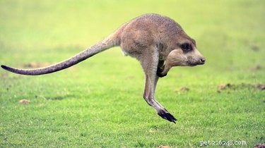 28 Fascinating Photoshopped Hybrid Animals We d Love to See in Reality