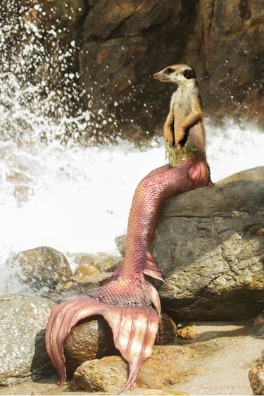 28 Fascinating Photoshopped Hybrid Animals We d Love to See in Reality