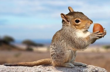 28 Fascinating Photoshopped Hybrid Animals We d Love to See in Reality