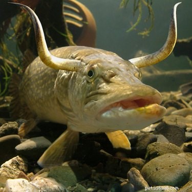 28 Fascinating Photoshopped Hybrid Animals We d Love to See in Reality