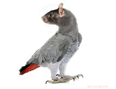 28 Fascinating Photoshopped Hybrid Animals We d Love to See in Reality