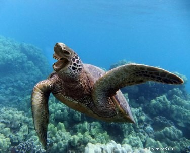 28 Fascinating Photoshopped Hybrid Animals We d Love to See in Reality