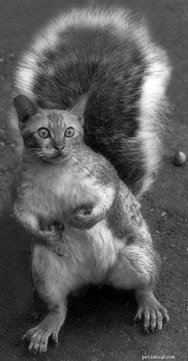 28 Fascinating Photoshopped Hybrid Animals We d Love to See in Reality