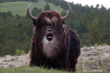 28 Fascinating Photoshopped Hybrid Animals We d Love to See in Reality