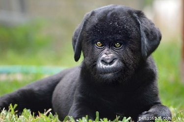 28 Fascinating Photoshopped Hybrid Animals We d Love to See in Reality