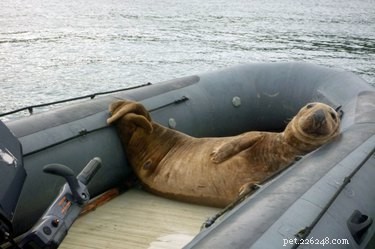 19 Unbelievable Animal Thieves Captured on Camera