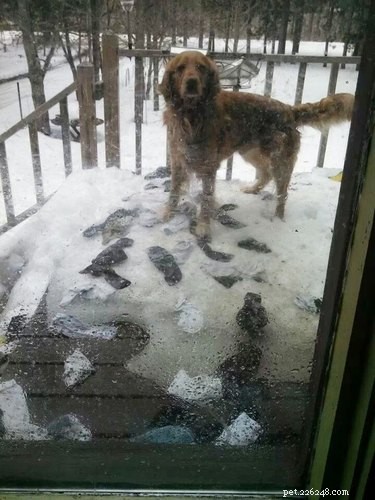 19 Unbelievable Animal Thieves Captured on Camera