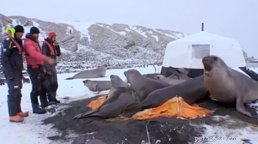 19 Unbelievable Animal Thieves Captured on Camera