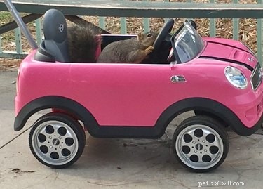 19 Unbelievable Animal Thieves Captured on Camera