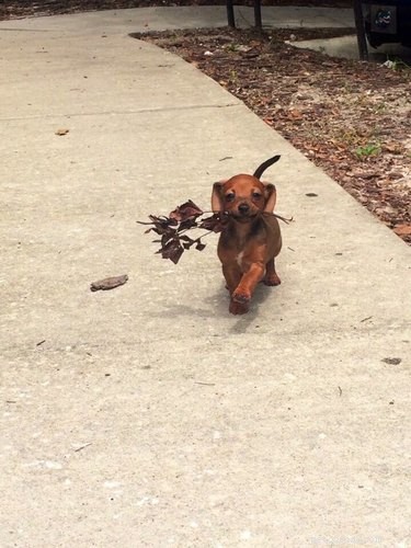 19 Unbelievable Animal Thieves Captured on Camera