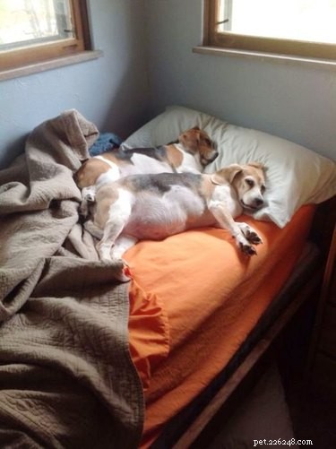 19 Unbelievable Animal Thieves Captured on Camera