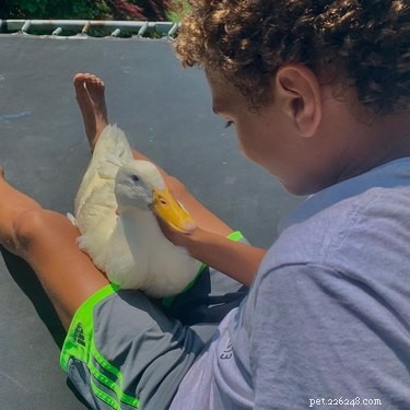 14 Remarkable Animals That Serve Humans in Unexpected Ways