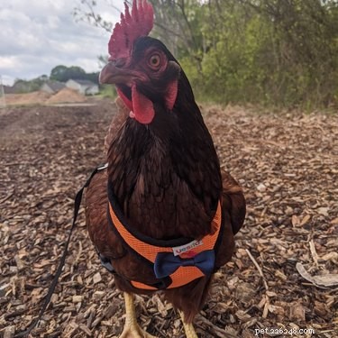 14 Remarkable Animals That Serve Humans in Unexpected Ways