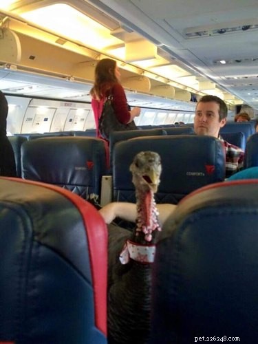 14 Remarkable Animals That Serve Humans in Unexpected Ways