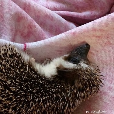14 Remarkable Animals That Serve Humans in Unexpected Ways
