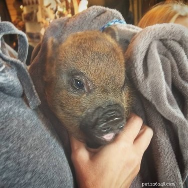 14 Remarkable Animals That Serve Humans in Unexpected Ways