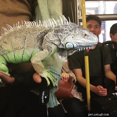 14 Remarkable Animals That Serve Humans in Unexpected Ways