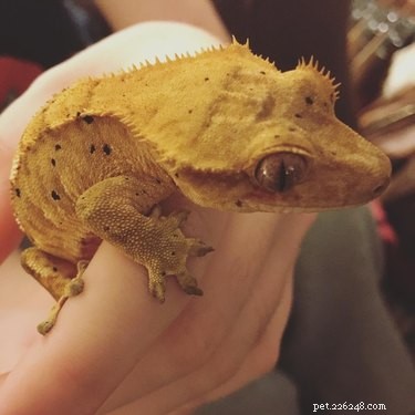 14 Remarkable Animals That Serve Humans in Unexpected Ways