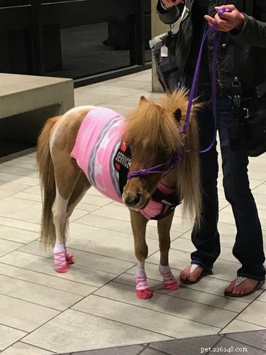 14 Remarkable Animals That Serve Humans in Unexpected Ways