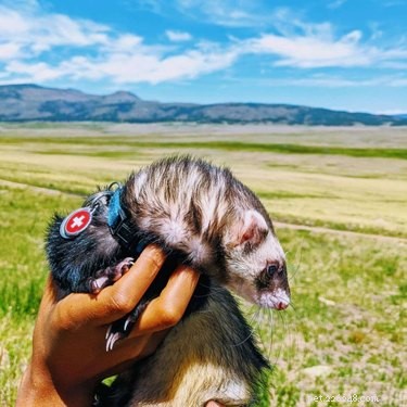 14 Remarkable Animals That Serve Humans in Unexpected Ways