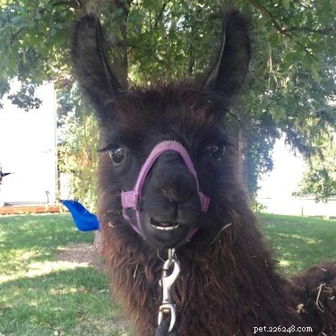 14 Remarkable Animals That Serve Humans in Unexpected Ways