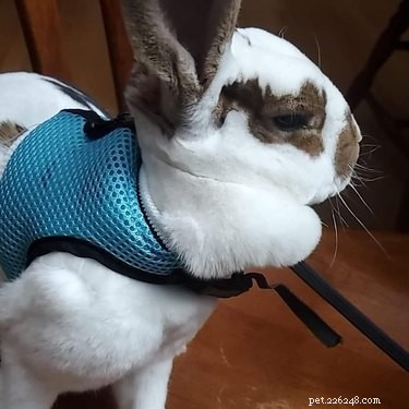 14 Remarkable Animals That Serve Humans in Unexpected Ways