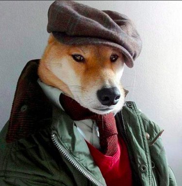 14 Pets That Faced Unexpected Challenges on Spirit Airlines Flights