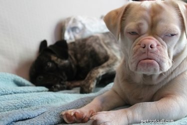 14 Pets That Faced Unexpected Challenges on Spirit Airlines Flights