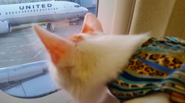 14 Pets That Faced Unexpected Challenges on Spirit Airlines Flights