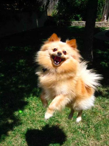 14 Pets That Faced Unexpected Challenges on Spirit Airlines Flights