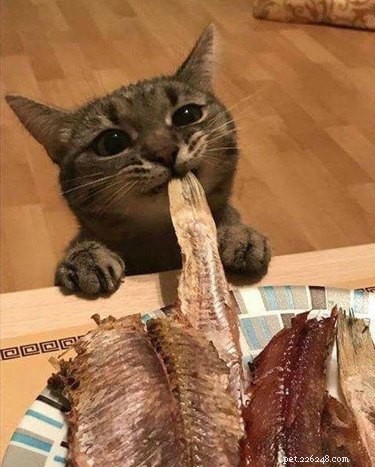 23 Animals That Steal Your Food — Surprising & Entertaining Tales