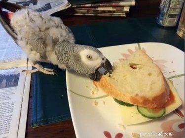 23 Animals That Steal Your Food — Surprising & Entertaining Tales