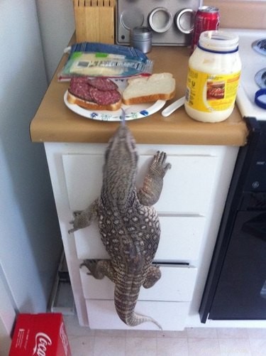 23 Animals That Steal Your Food — Surprising & Entertaining Tales