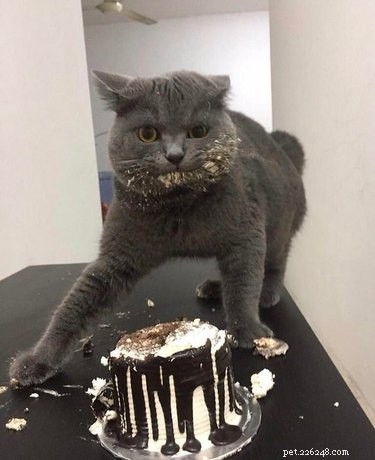 23 Animals That Steal Your Food — Surprising & Entertaining Tales