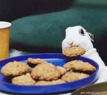 23 Animals That Steal Your Food — Surprising & Entertaining Tales