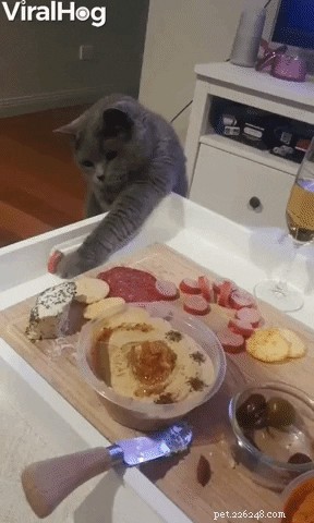 23 Animals That Steal Your Food — Surprising & Entertaining Tales