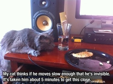 23 Animals That Steal Your Food — Surprising & Entertaining Tales