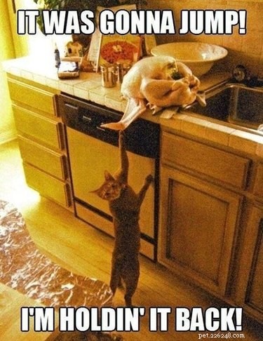 23 Animals That Steal Your Food — Surprising & Entertaining Tales