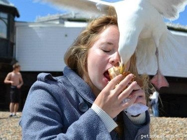 23 Animals That Steal Your Food — Surprising & Entertaining Tales