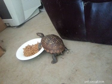 23 Animals That Steal Your Food — Surprising & Entertaining Tales