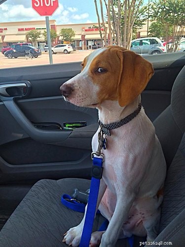 17 Signs Your Pet Shows When They Care About Your Life