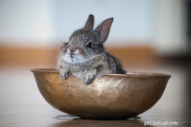17 Signs Your Pet Shows When They Care About Your Life