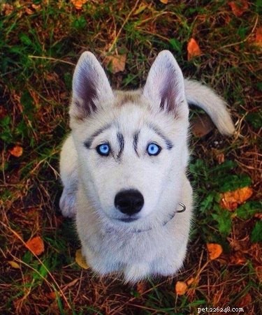 17 Signs Your Pet Shows When They Care About Your Life