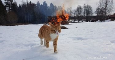 17 Signs Your Pet Shows When They Care About Your Life
